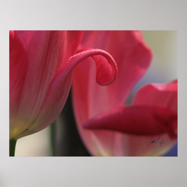 Affiche Curl (Devant)