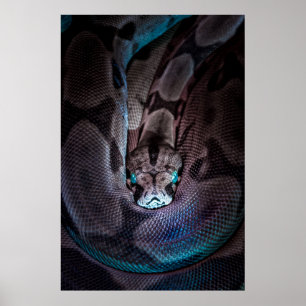 AFFICHE CURLED BOA CONSTRICTOR