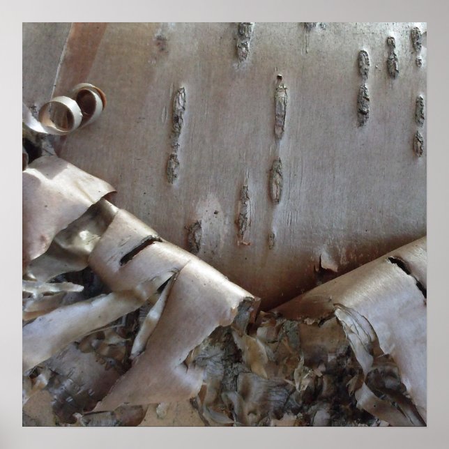 Affiche Curly Birch Bark Tree Rustic (Devant)