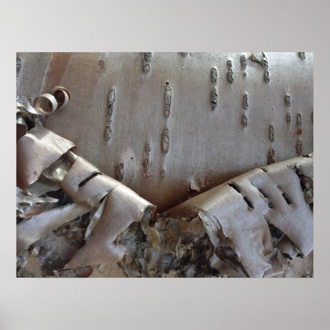 Affiche Curly Birch Bark Tree Rustic (Devant)