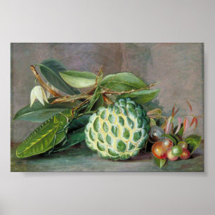 Affiche Custard Apple - Marianne North