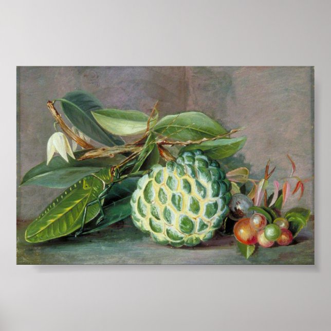 Affiche Custard Apple - Marianne North (Devant)