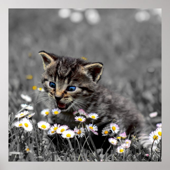 Affiche Cute Adorable Chat Kitten télécharger et (Devant)