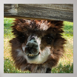 Affiche Cute Alpaca