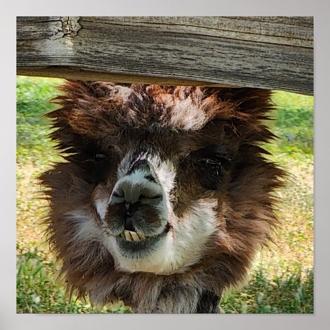 Affiche Cute Alpaca (Devant)