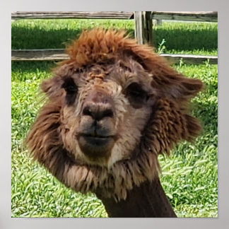 Affiche Cute Alpaca nouvelle coupe de cheveux