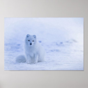 Affiche Cute Arctic Fox sur Snowy Winter Arrière - plan