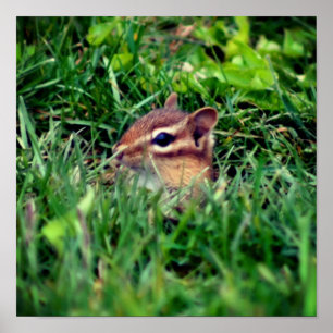 Affiche Cute Baby Chipmunk Peeking Wildlife