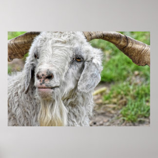 Affiche Cute Billy Goat