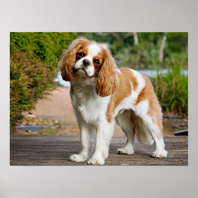 Affiche Cute Blenheim Cavalier King Charles Spaniel Chiot (Devant)