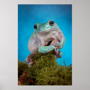 Affiche Cute Bleu phase Blancs grenouille des arbres souri