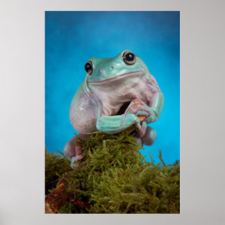 Affiche Cute Bleu phase Blancs grenouille des arbres souri