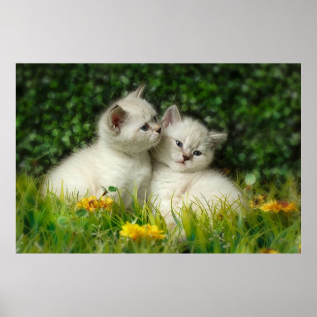 Affiche Cute britannique Shorthair Kittens dans le jardin (Devant)