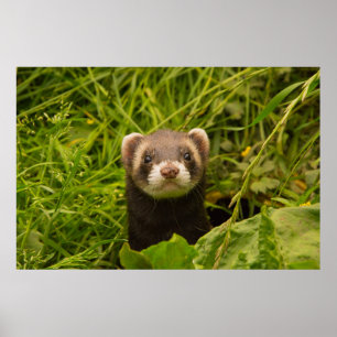Affiche Cute Brown Ferret in the Grass