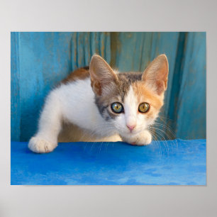 Affiche Cute Calico Chat Kitten Drôle Oeil Curieux Photo -