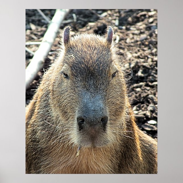 AFFICHE CUTE CAPYBARA (Devant)