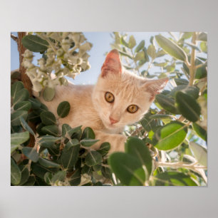 Affiche Cute Cat Kitten escalade dans un Eucalyptus Tree -
