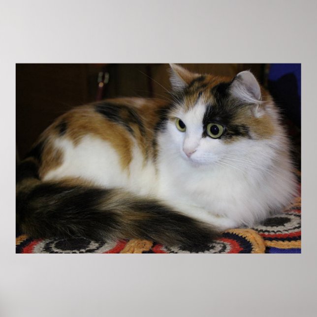 Affiche Cute chat animal de compagnie sur tapis coloré Jau (Devant)