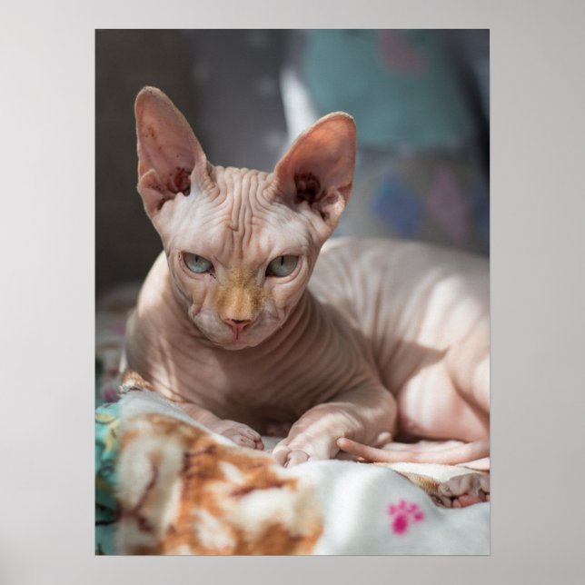 Affiche Cute Chat Lounge sans fourrure (Devant)