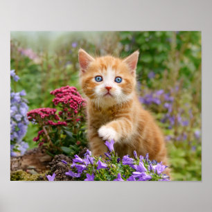 Affiche Cute chaton gingembre dans un jardin jouant avec u
