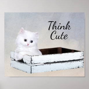 Affiche Cute chaton persan blanc