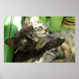 Affiche Cute chatons bouddin