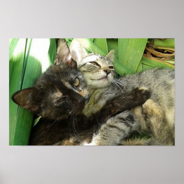 Affiche Cute chatons bouddin (Devant)