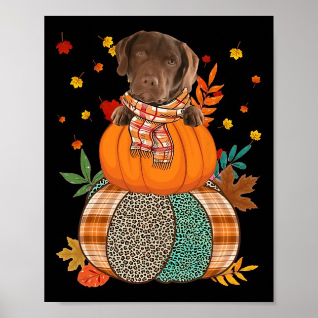 Affiche Cute Chesapeake Bay Retriever Pumpkinthanksgiving (Devant)
