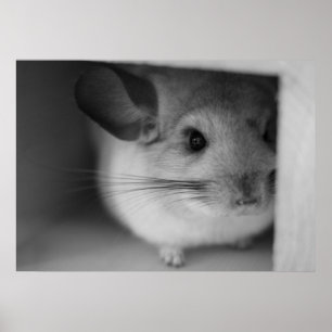 Affiche Cute Chinchilla
