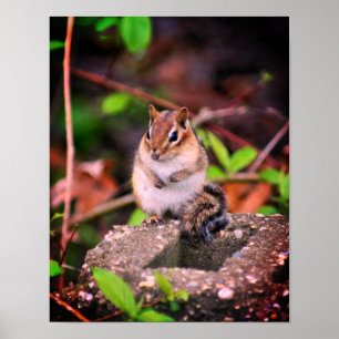 Affiche Cute Chipmunk
