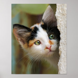 Affiche Cute Curieux Chat Kitten Prying Eyes Portrait Phot