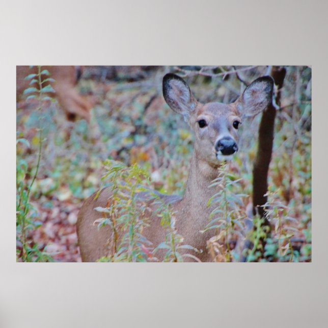Affiche Cute Deer in a Forest (Devant)