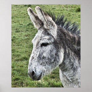 AFFICHE CUTE DONKEY