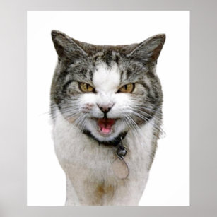 Affiche Cute drôle Chat en colère