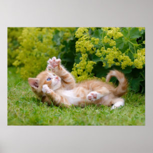 Affiche Cute drôle chaton chaton jouant dans un jardin fle