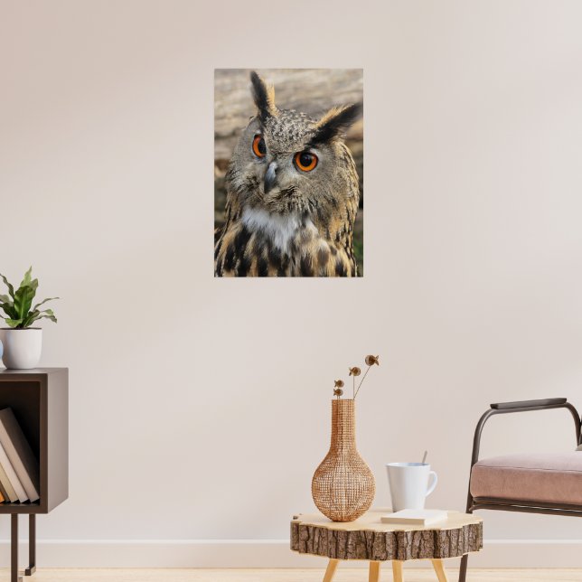 Affiche Cute eagle owl (Salon 3)