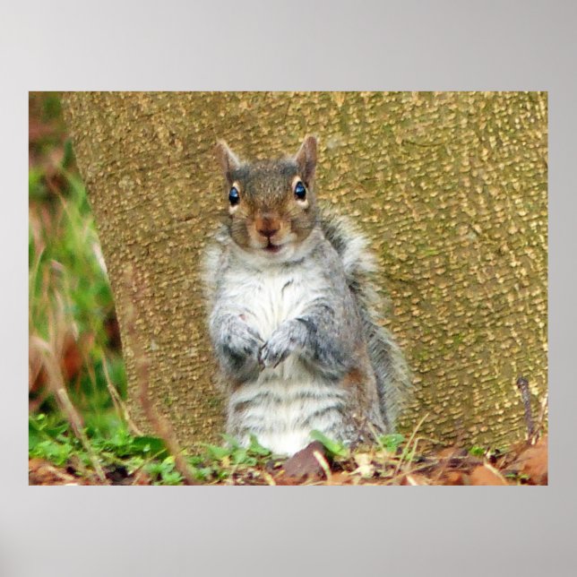 Affiche Cute écureuil (Devant)