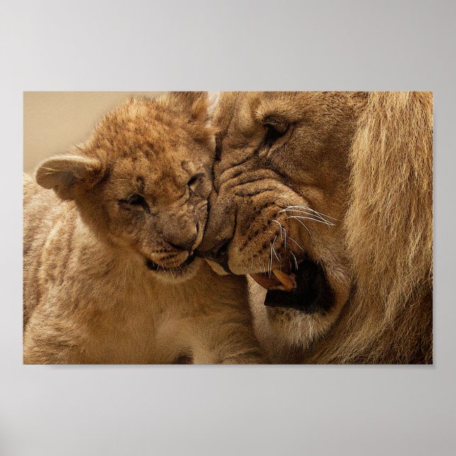 Affiche Cute Father and Son Lion (Devant)