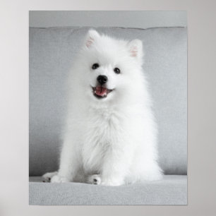 Affiche Cute Fluffy Japonais Spitz Puppy