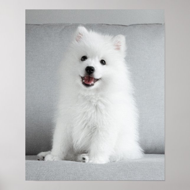 Affiche Cute Fluffy Japonais Spitz Puppy (Devant)