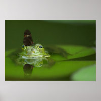 Cute frog