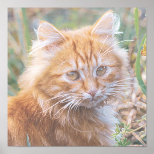 Affiche Cute Funky Gingembre Chat Kitten Peinture