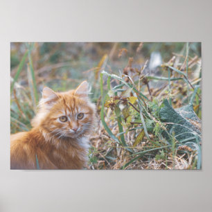 Affiche Cute Funky Ginger Chat Kitten Visage