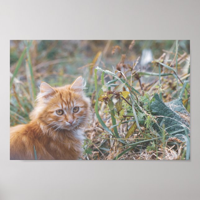 Affiche Cute Funky Ginger Chat Kitten Visage (Devant)