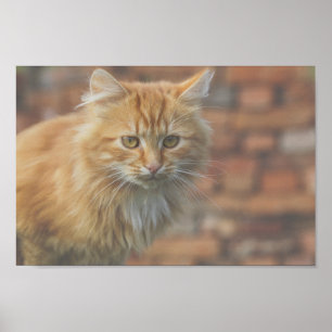 Affiche Cute Funky Ginger Chat Kitten Visage