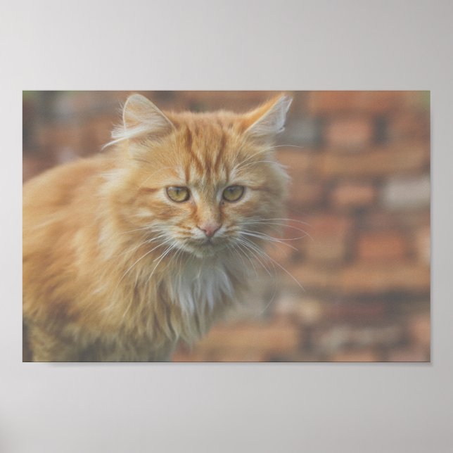 Affiche Cute Funky Ginger Chat Kitten Visage (Devant)