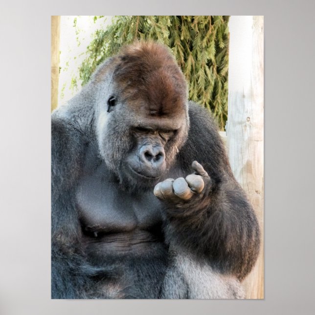 AFFICHE CUTE GORILLA (Devant)