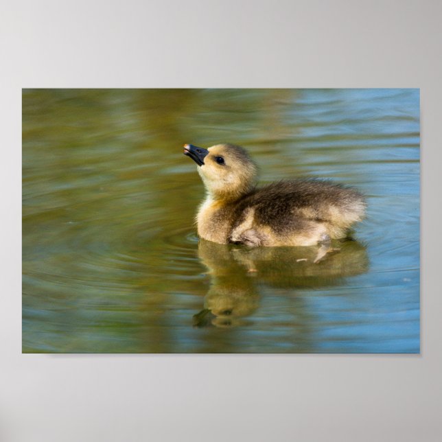 Affiche Cute Gosling on pond (Devant)