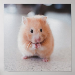 Affiche Cute Hamster Aimer Animaux