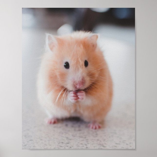 Affiche Cute Hamster Aimer Animaux (Devant)